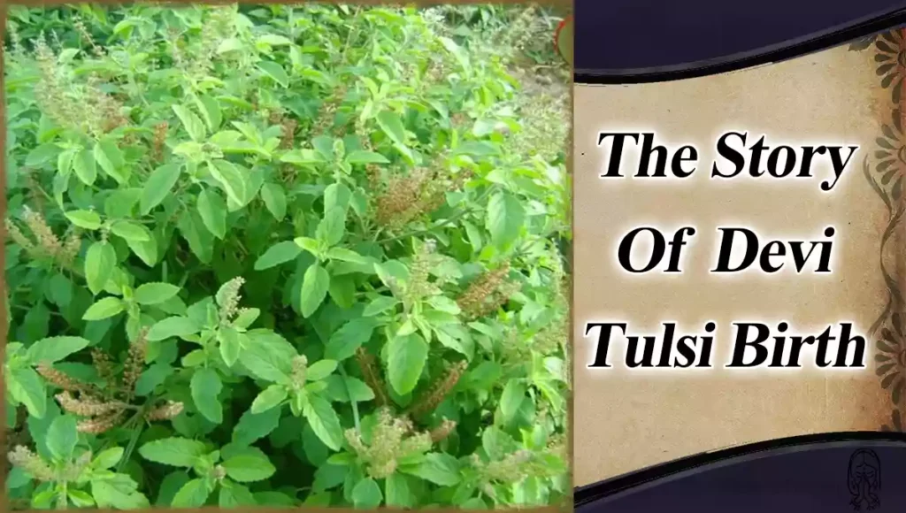 tulsi story english